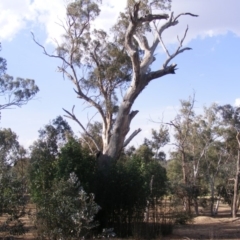 Eucalyptus sp. (dead tree) (Dead Hollow-bearing Eucalypt) at Federal Golf Course - 10 Dec 2019 by MichaelMulvaney