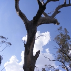 Eucalyptus sp. (dead tree) at Hughes, ACT - 10 Dec 2019 05:02 PM