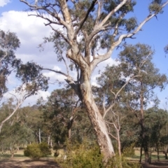 Eucalyptus melliodora (Yellow Box) at Federal Golf Course - 10 Dec 2019 by MichaelMulvaney