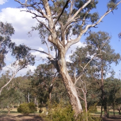 Eucalyptus melliodora (Yellow Box) at Federal Golf Course - 10 Dec 2019 by MichaelMulvaney