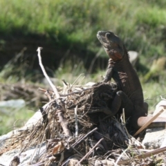 Intellagama lesueurii howittii (Gippsland Water Dragon) at Murrah, NSW - 11 Mar 2012 by FionaG