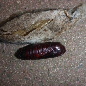 Chelepteryx collesi at Aranda, ACT - 14 Feb 2015