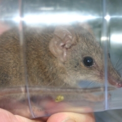 Antechinus agilis (Agile Antechinus) at Quaama, NSW - 7 Feb 2006 by FionaG