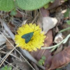 Pollanisus (genus) (A Forester Moth) at Aranda, ACT - 21 Feb 2010 by JanetRussell