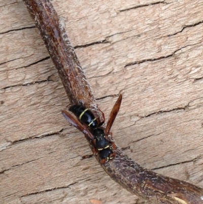 Eumeninae (subfamily) (Unidentified Potter wasp) at Quaama, NSW - 12 Apr 2018 by FionaG