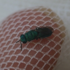 Chrysididae (family) (Cuckoo wasp or Emerald wasp) at Quaama, NSW - 6 Jan 2018 by FionaG