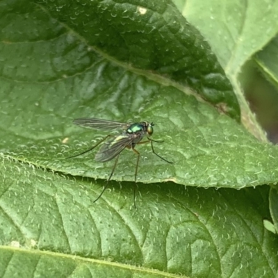 Dolichopodidae (family) (Unidentified Long-legged fly) at Quaama, NSW - 16 Nov 2018 by FionaG