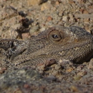 Pogona barbata at Garran, ACT - 29 Nov 2019