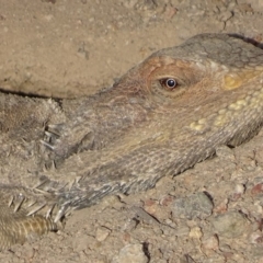 Pogona barbata at Garran, ACT - 29 Nov 2019