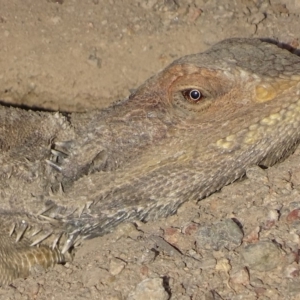 Pogona barbata at Garran, ACT - 29 Nov 2019