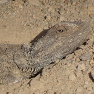 Pogona barbata at Garran, ACT - 29 Nov 2019