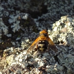 Microtropesa sp. (genus) at Red Hill, ACT - 29 Nov 2019