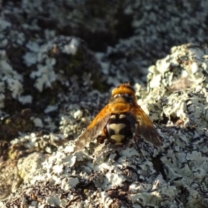 Microtropesa sp. (genus) at Red Hill, ACT - 29 Nov 2019