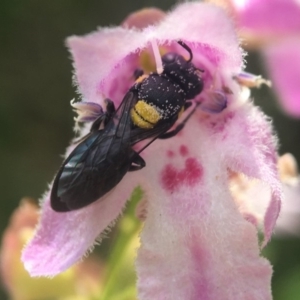 Hylaeus (Euprosopoides) rotundiceps at Hackett, ACT - 11 Dec 2019