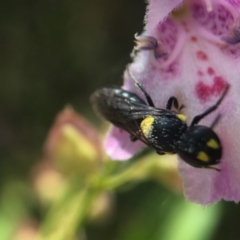 Hylaeus (Euprosopoides) rotundiceps at Hackett, ACT - 11 Dec 2019