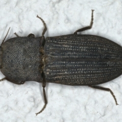 Agrypnus sp. (genus) (Rough click beetle) at Ainslie, ACT - 5 Dec 2019 by jbromilow50