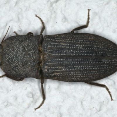 Agrypnus sp. (genus) (Rough click beetle) at Ainslie, ACT - 5 Dec 2019 by jb2602