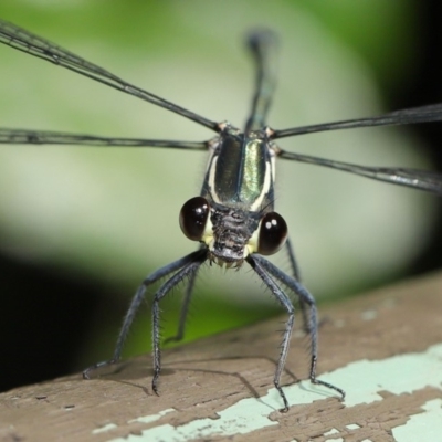 Austroargiolestes icteromelas (Common Flatwing) at Acton, ACT - 3 Dec 2019 by TimL