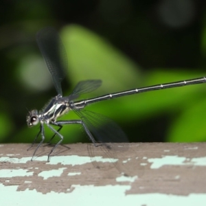 Austroargiolestes icteromelas at Acton, ACT - 4 Dec 2019 09:23 AM