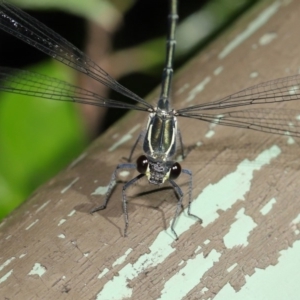 Austroargiolestes icteromelas at Acton, ACT - 4 Dec 2019 09:23 AM