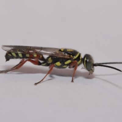 Tiphiidae (family) (Unidentified Smooth flower wasp) at Evatt, ACT - 4 Dec 2019 by TimL