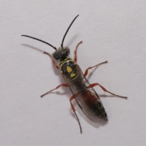 Tiphiidae (family) at Evatt, ACT - 5 Dec 2019 10:28 AM