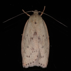 Heliocausta undescribed species (A concealer moth) at Ainslie, ACT - 27 Nov 2019 by jbromilow50