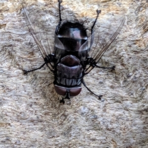 Rutilia (Donovanius) sp. (genus & subgenus) at Colinton, NSW - 12 Dec 2019 07:22 AM