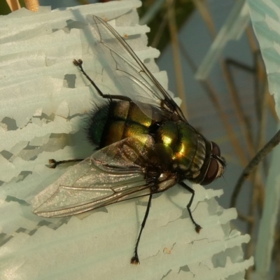 Rutilia sp. (genus) (A Rutilia bristle fly, subgenus unknown) at Wandiyali-Environa Conservation Area - 10 Dec 2019 by Wandiyali