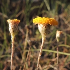 Leptorhynchos squamatus (Scaly Buttons) at Gigerline Nature Reserve - 11 Nov 2019 by MichaelBedingfield