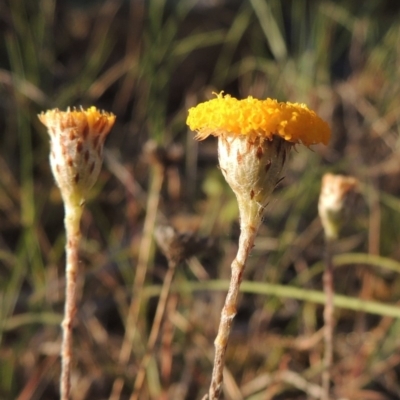 Leptorhynchos squamatus (Scaly Buttons) at Gigerline Nature Reserve - 11 Nov 2019 by MichaelBedingfield