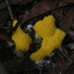 Fuligo septica (Scrambled egg slime) at Quaama, NSW - 5 Apr 2019 by FionaG