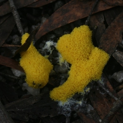 Fuligo septica (Scrambled egg slime) at Quaama, NSW - 5 Apr 2019 by FionaG