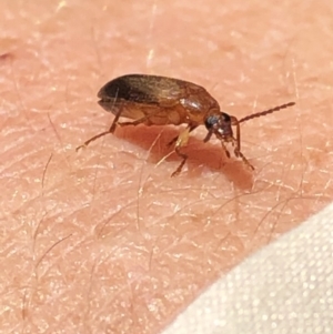 Euomma lateralis at Aranda, ACT - 12 Dec 2019 10:59 AM