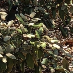 Acanthorhynchus tenuirostris at Aranda, ACT - 12 Dec 2019