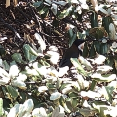Acanthorhynchus tenuirostris at Aranda, ACT - 12 Dec 2019 11:07 AM