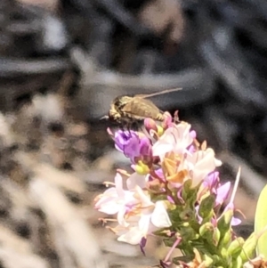 Bombyliidae (family) at Aranda, ACT - 12 Dec 2019