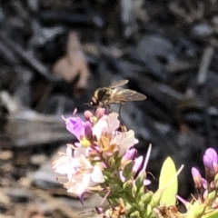 Bombyliidae (family) at Aranda, ACT - 12 Dec 2019 11:02 AM