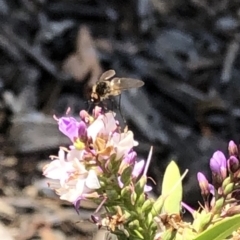 Bombyliidae (family) at Aranda, ACT - 12 Dec 2019