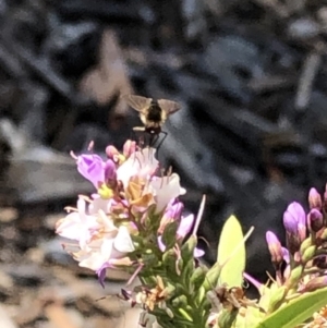 Bombyliidae (family) at Aranda, ACT - 12 Dec 2019 11:02 AM