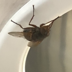 Calliphoridae (family) at Aranda, ACT - 11 Dec 2019