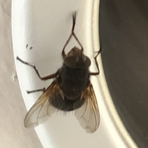 Calliphoridae (family) at Aranda, ACT - 11 Dec 2019 05:11 PM