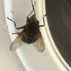 Calliphoridae (family) at Aranda, ACT - 11 Dec 2019