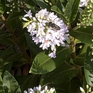 Megachile (Eutricharaea) sp. (genus & subgenus) at Aranda, ACT - 11 Dec 2019