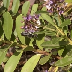 Megachile (Eutricharaea) sp. (genus & subgenus) at Aranda, ACT - 11 Dec 2019