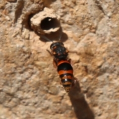 Eumeninae (subfamily) (Unidentified Potter wasp) at Acton, ACT - 11 Dec 2019 by HelenCross