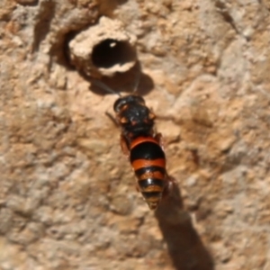 Eumeninae (subfamily) at Acton, ACT - 12 Dec 2019