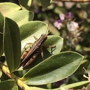 Phaulacridium vittatum at Aranda, ACT - 11 Dec 2019