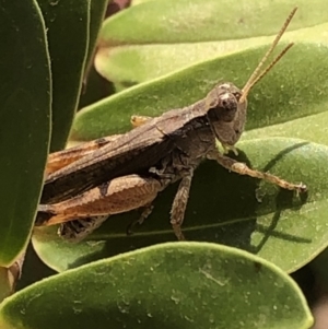 Phaulacridium vittatum at Aranda, ACT - 11 Dec 2019 12:53 PM