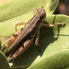 Phaulacridium vittatum at Aranda, ACT - 11 Dec 2019 12:53 PM